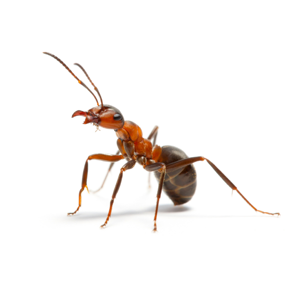Exterminator In Queens Ants