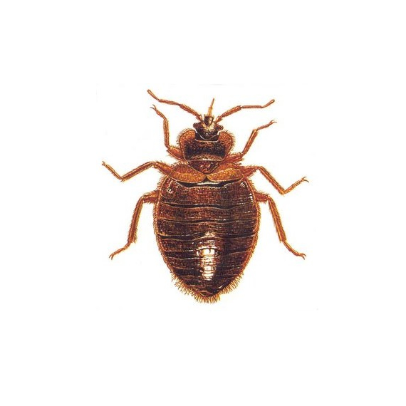 Exterminator In Queens Bed Bugs Bedbugs