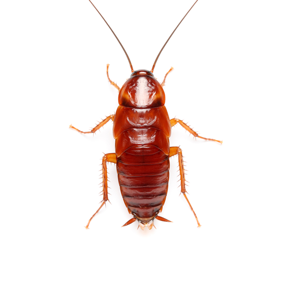 Exterminator In Queens Roaches Cockroaches