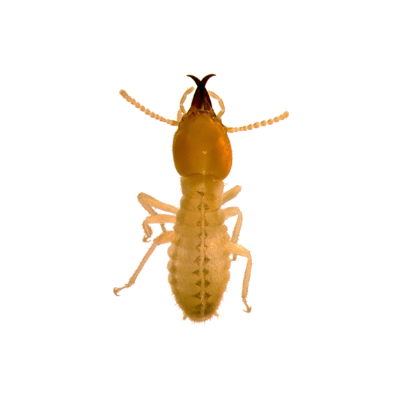 Exterminator In Queens Termites